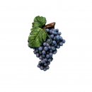 Trschildmotiv Wein-Trauben blau